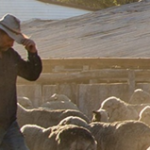 Reasons to make the switch to wool kitchen grease filters benefits farmers
